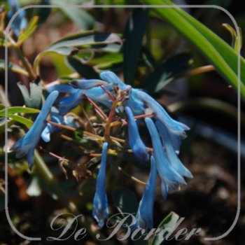 corydalis-flexuosa-porcelain-blue-900 Corydalis flexuosa 'Porcelain Blue'