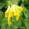Corydalis lutea