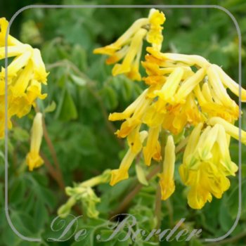Corydalis lutea