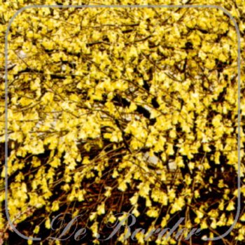 Corylopsis pauciflora