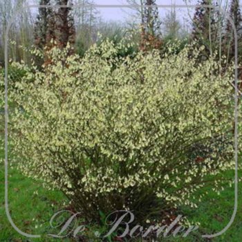 Corylopsis pauciflora