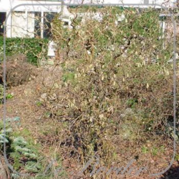 Corylus avellana 'Contorta'