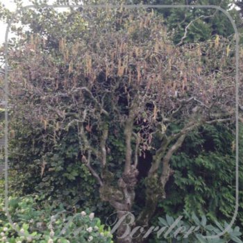 Corylus avellana 'Contorta'