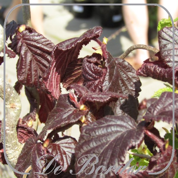 corylus-red-majestic-035 Corylus 'Red Majestic'