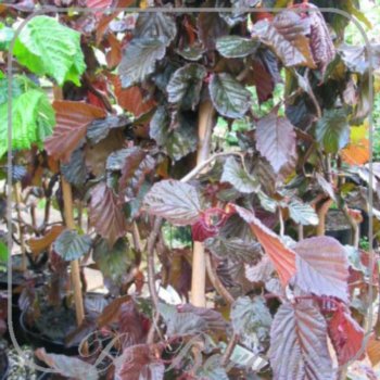 Corylus 'Red Majestic'