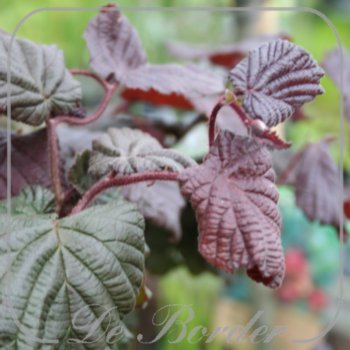Corylus 'Red Majestic'