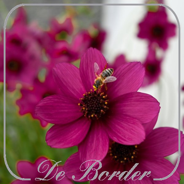 Cosmos atrosanguineus 'Cherry Chocolate'