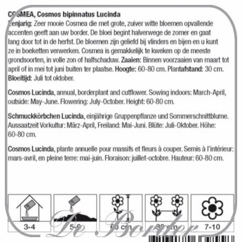 cosmos-bipinnatus-lucinda-218 Cosmos bipinnatus Lucinda