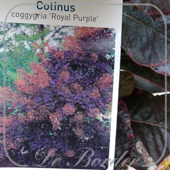 cotinus-coggygria-royal-purple-233.jpg Cotinus coggygria 'Royal Purple'