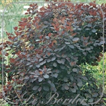 Cotinus coggygria 'Royal Purple'