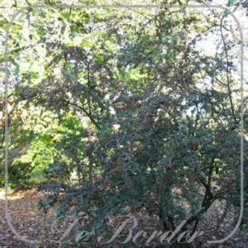 cotoneaster-franchetii-192 Cotoneaster franchetii