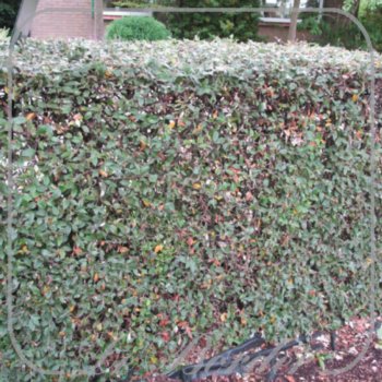 cotoneaster-franchetii-838 Cotoneaster franchetii