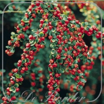 Cotoneaster horizontalis