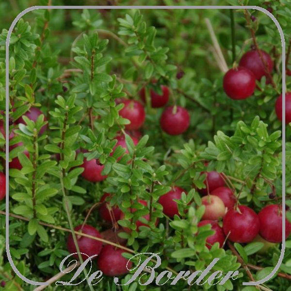 Cranberry 'Pilgrim'