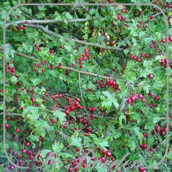 crataegus-monogyna-044 Crataegus monogyna