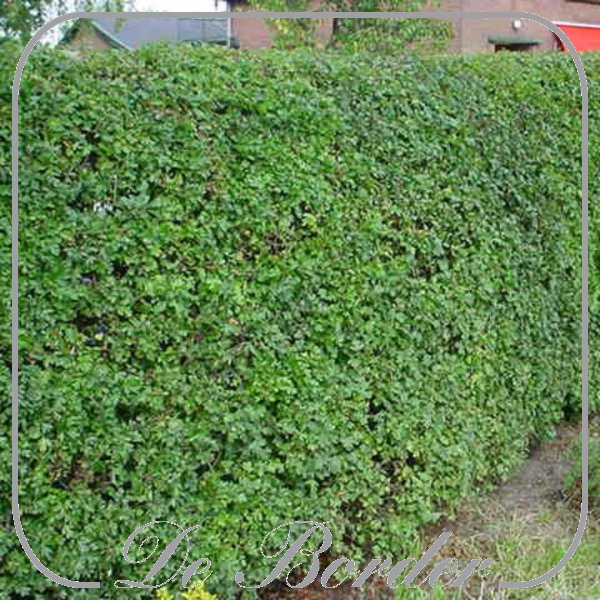 crataegus-monogyna-736 Crataegus monogyna