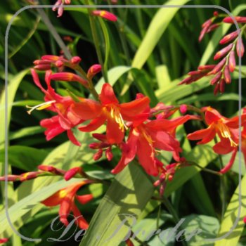 crocosmia-carmin-brillant-626 Crocosmia 'Carmin Brillant'
