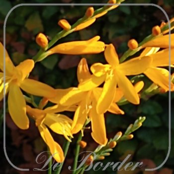 Crocosmia 'Emily McKenzie'