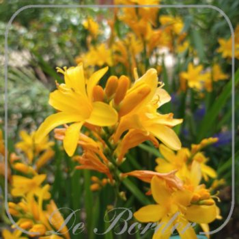 Crocosmia 'Gold Dust'