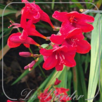 crocosmia-hellfire-155 Crocosmia 'Hellfire'