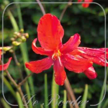 Crocosmia 'Karin'