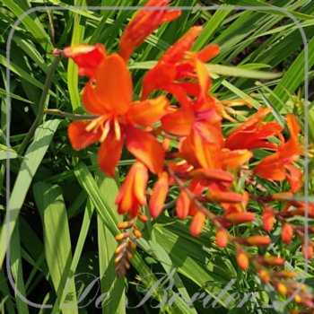 Crocosmia masoniorum