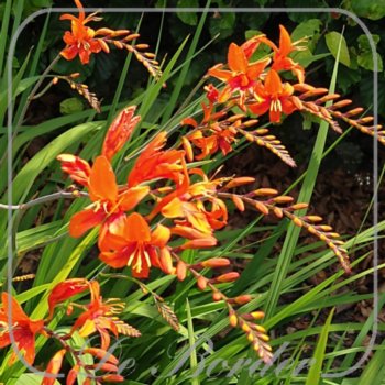 Crocosmia masoniorum