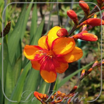 Crocosmia 'Walberton Bright Eyes'