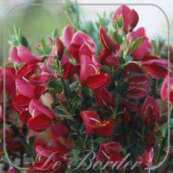 Cytisus 'Boskoop Ruby'