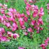 Cytisus 'Boskoop Ruby'