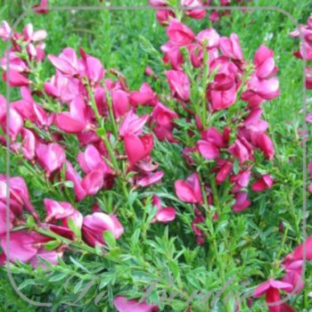 Cytisus 'Boskoop Ruby'