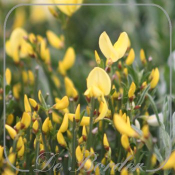 cytisus-praecox-allgold-455 Cytisus praecox 'Allgold'