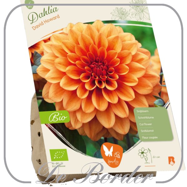Dahlia (Bio) 'David Howard'
