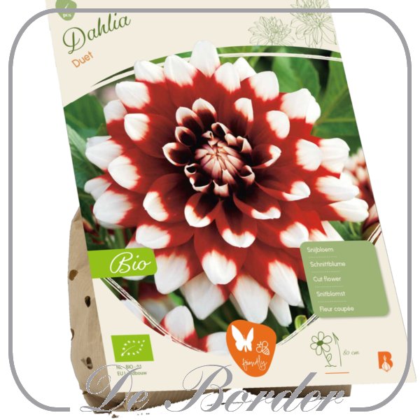 Dahlia (Bio) Duet