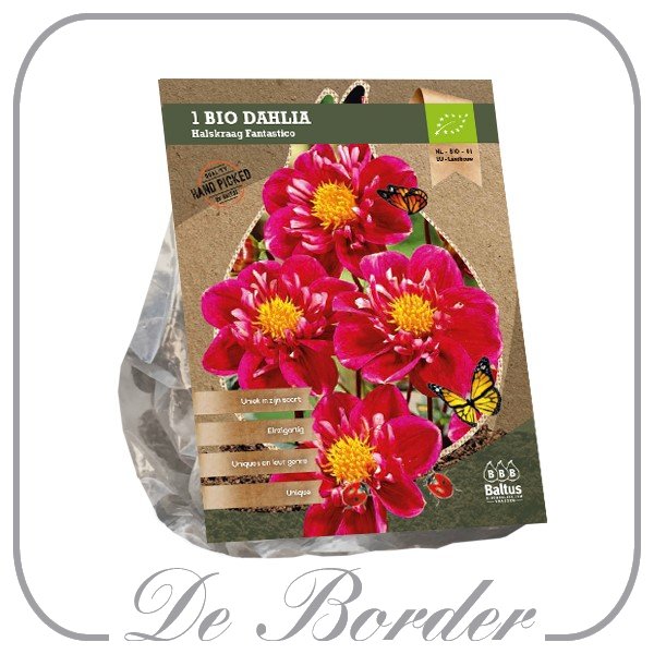 Dahlia (Bio) Fantastico