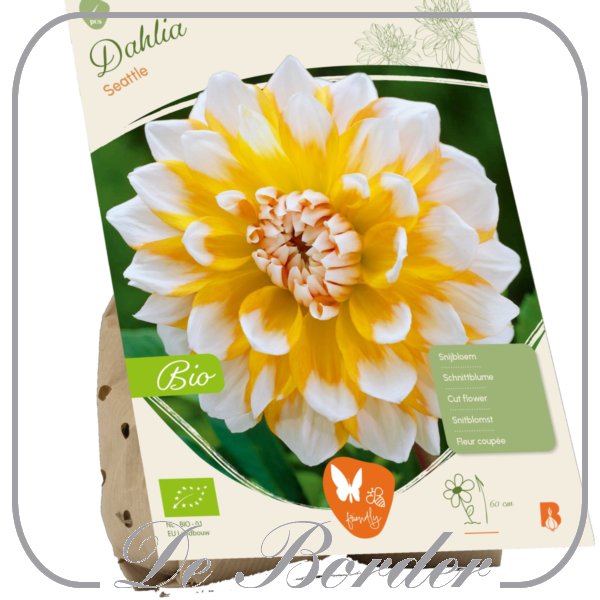 Dahlia (Bio) Seattle