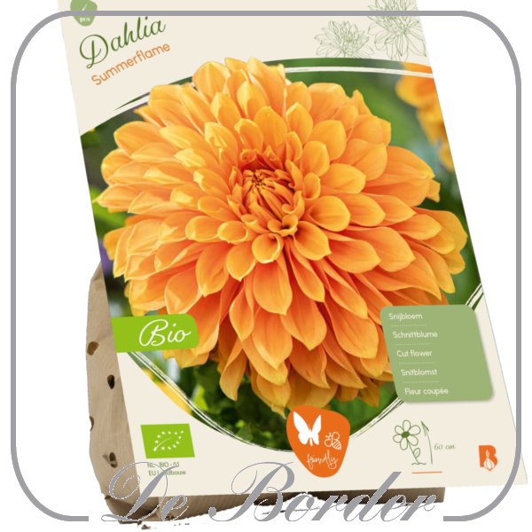 Dahlia (Bio) Summerflame