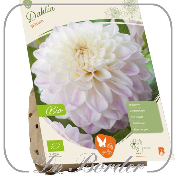 Dahlia (Bio) Wittem