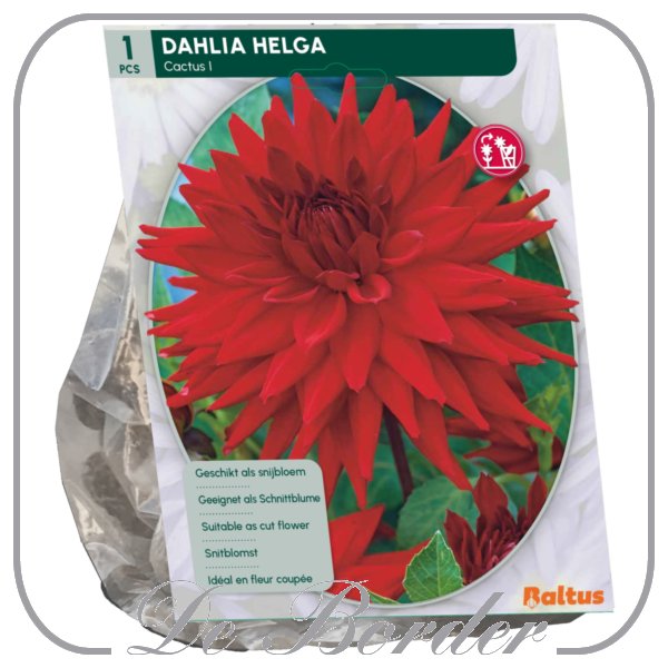 Dahlia Cactus Helga