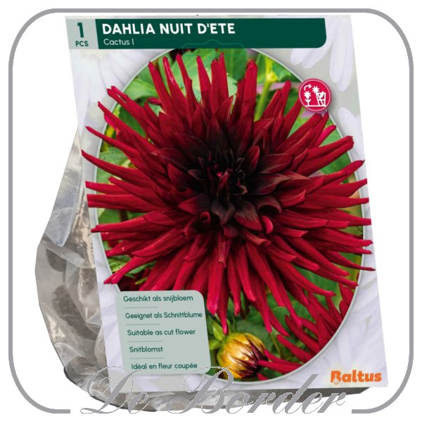 Dahlia Cactus Nuit d 'Ete