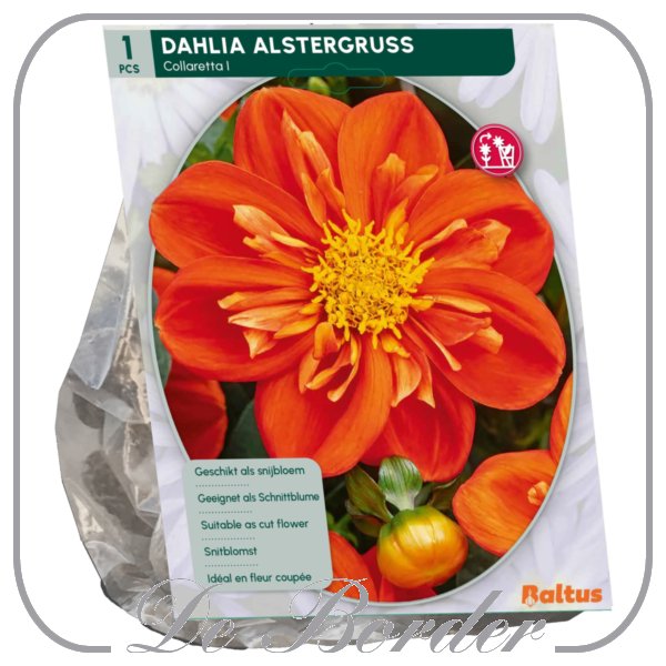 Dahlia Collarette Alstergruss