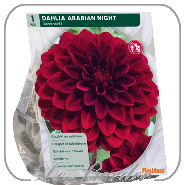 Dahlia Decoratief Arabian Night