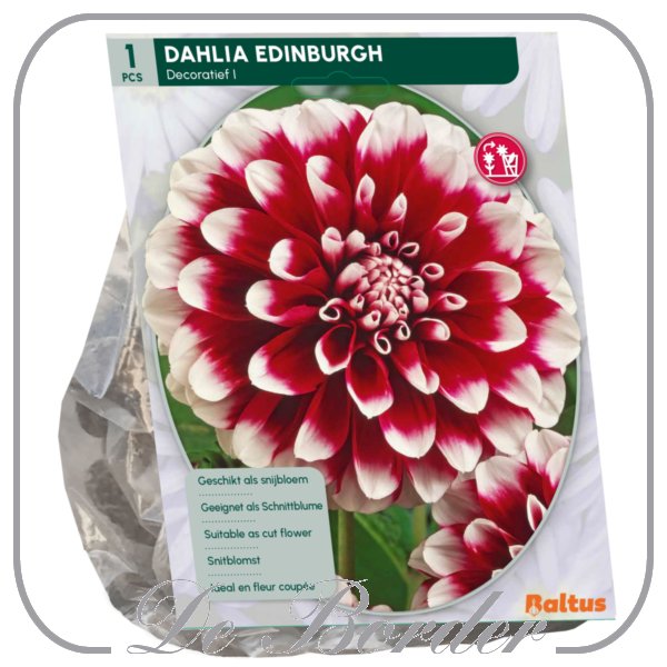 Dahlia Decoratief Edinburgh
