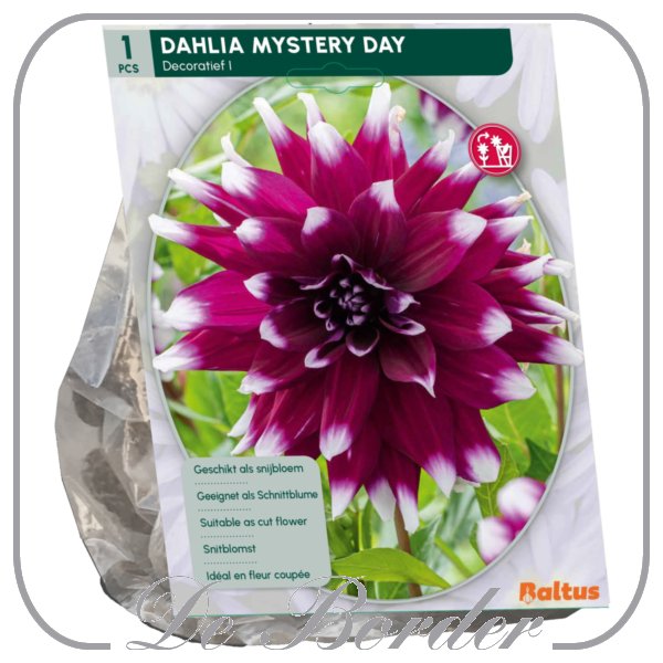 Dahlia Decoratief Mistery Day