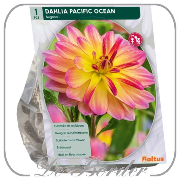 Dahlia Decoratief Pacific Ocean