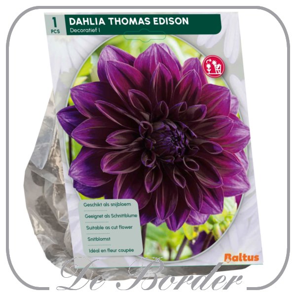 Dahlia Decoratief Thomas Edison