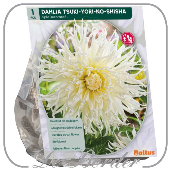 Dahlia Decoratief Tsuk-Yori-No-Shisha