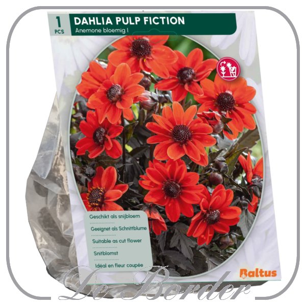 Dahlia Pulp Fiction