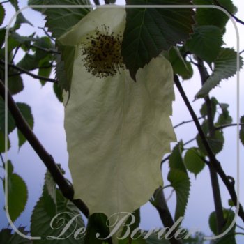 davidia-involucrata-60-80-cm-c4-451 Davidia involucrata