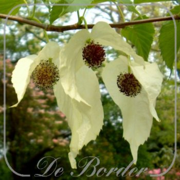 Davidia involucrata